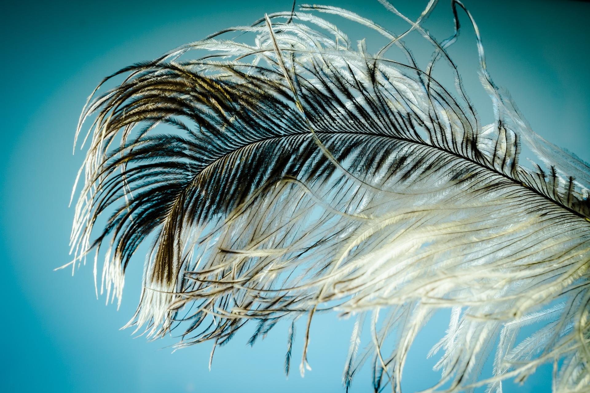 Ostrich feather 1457994 1920